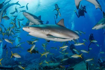 sharks-bahamas-w350
