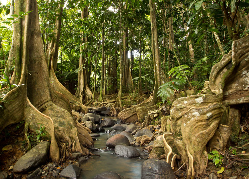 Fiji-Resort-Waidroka-Rainforest-Trees