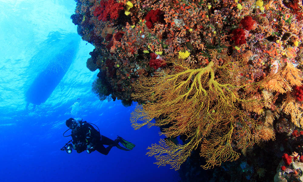 Scuba-Dive-Fiji-Waidroka-Coral