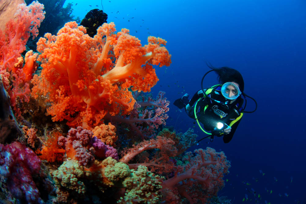 Scuba-Diving-Fiji-Soft-Coral-Waidroka