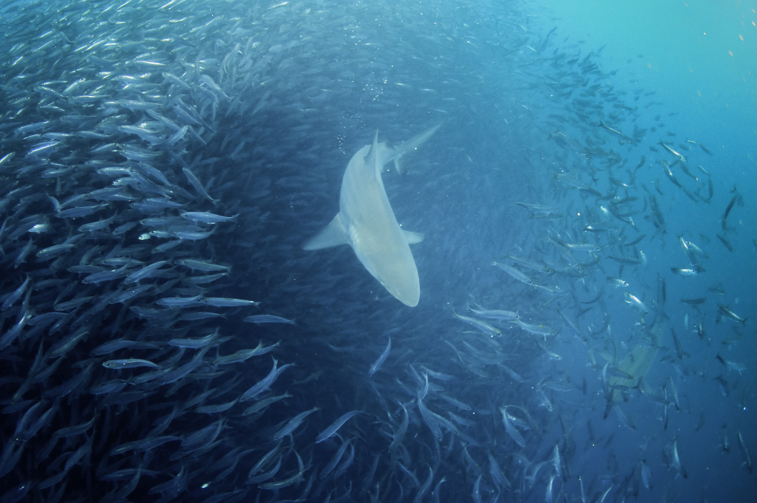South Africa Sardine Run Deep Blue Adventures