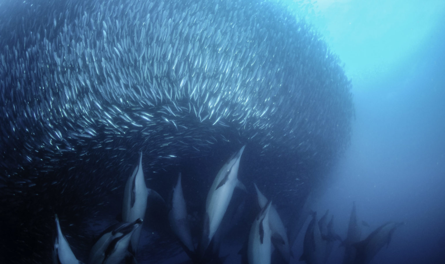 South Africa Sardine Run Deep Blue Adventures