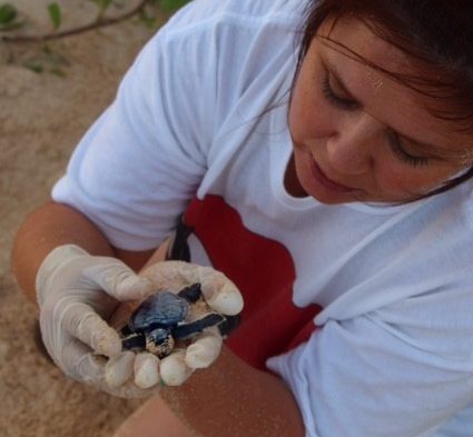 Baby turtle rescue hatchling Mexico