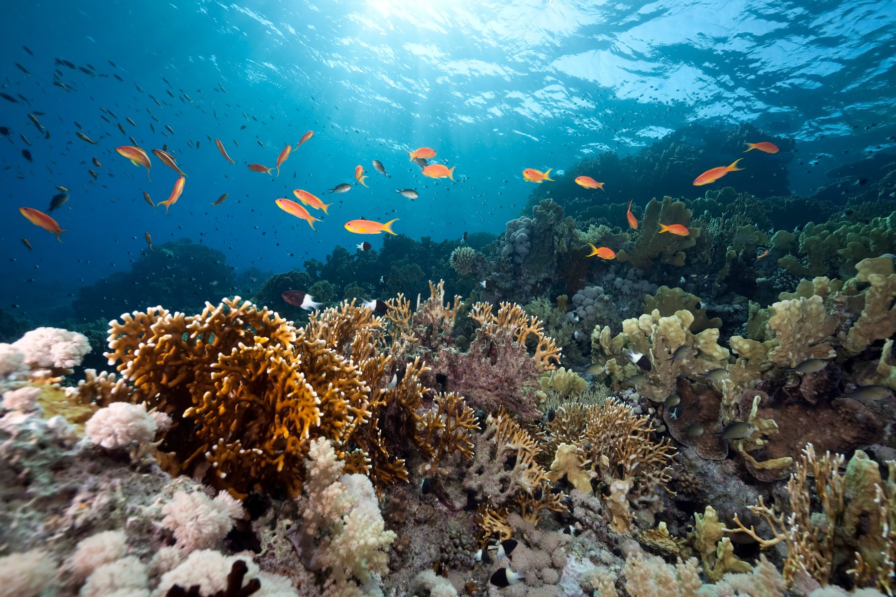 Utila