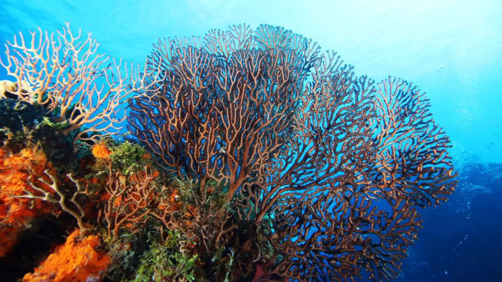 Dreams Cozumel DEMA Special 2026